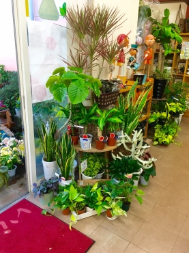 「是松生花店」　（大分県国東市）の花屋店舗写真4