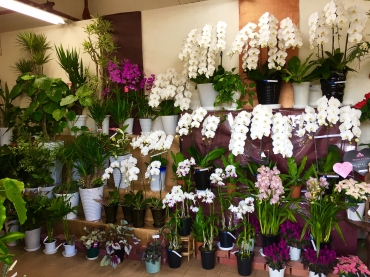 「是松生花店」　（大分県国東市）の花屋店舗写真2